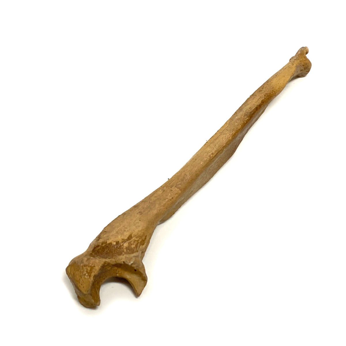 Realistic Ulna Bone Lightweight Rigid Foam - Clean - Prop Money Inc.